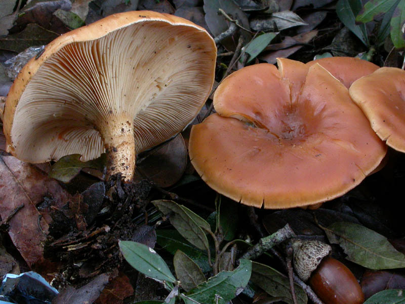 I funghi di Capodanno (Castelfusano, RM - 01.01.2009)