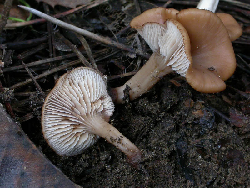 I funghi di Capodanno (Castelfusano, RM - 01.01.2009)