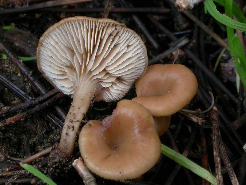 I funghi di Capodanno (Castelfusano, RM - 01.01.2009)