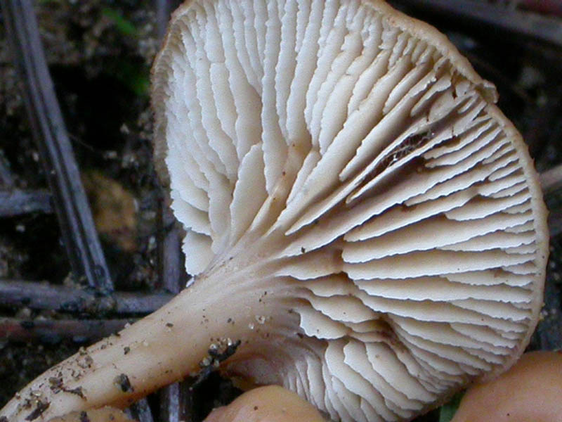 I funghi di Capodanno (Castelfusano, RM - 01.01.2009)