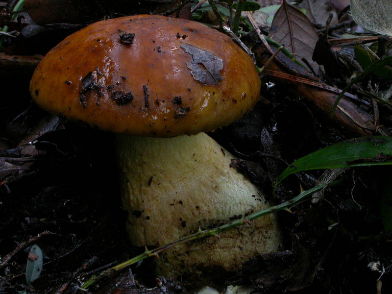 I funghi di Capodanno (Castelfusano, RM - 01.01.2009)