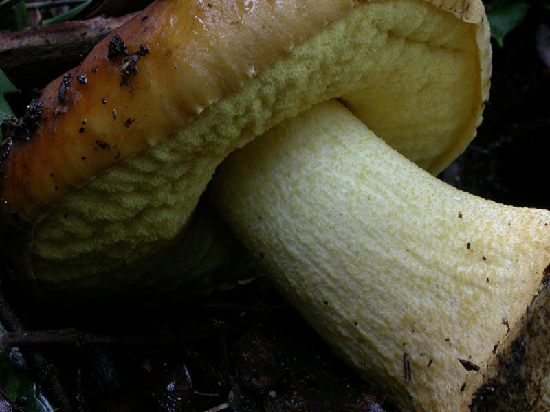 I funghi di Capodanno (Castelfusano, RM - 01.01.2009)