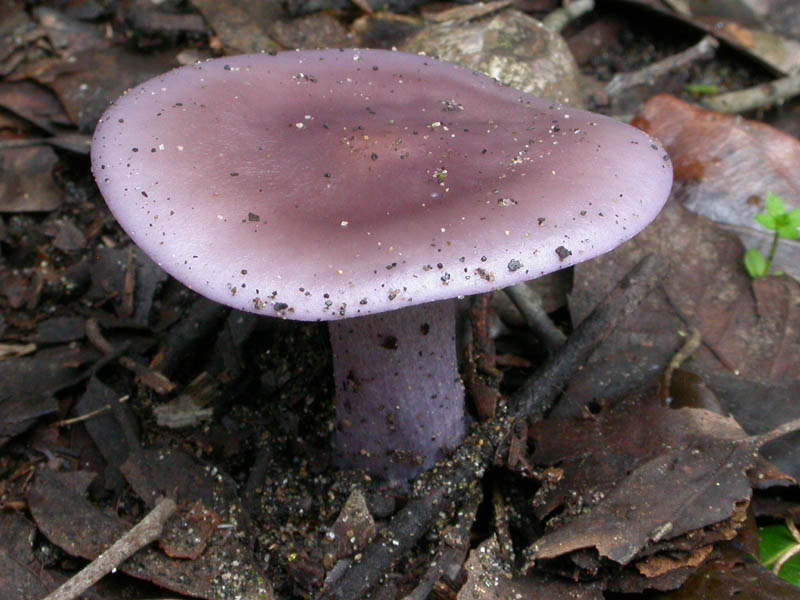 I funghi di Capodanno (Castelfusano, RM - 01.01.2009)