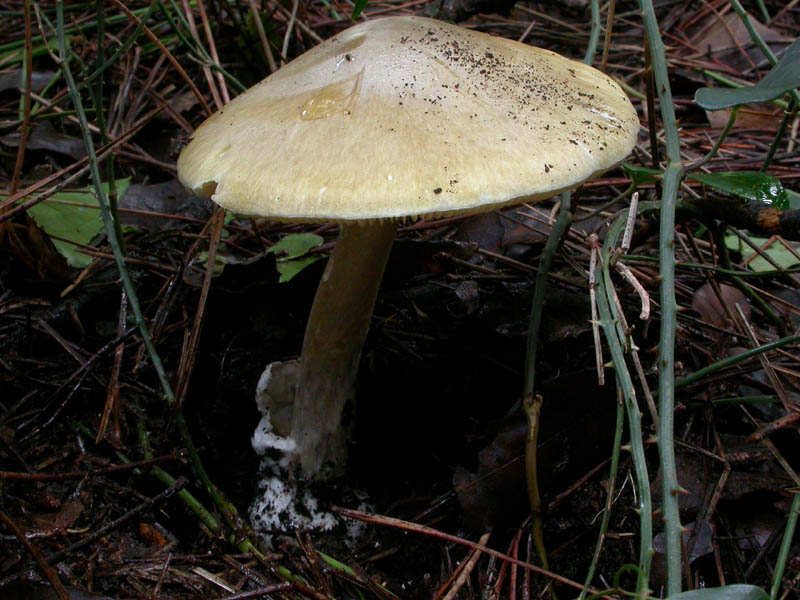 I funghi di Capodanno (Castelfusano, RM - 01.01.2009)