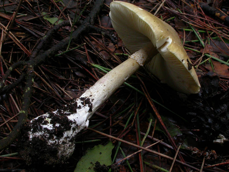 I funghi di Capodanno (Castelfusano, RM - 01.01.2009)