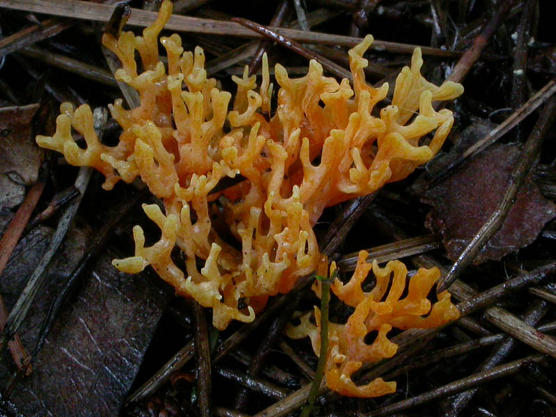 I funghi di Capodanno (Castelfusano, RM - 01.01.2009)