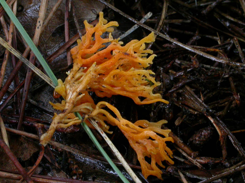 I funghi di Capodanno (Castelfusano, RM - 01.01.2009)