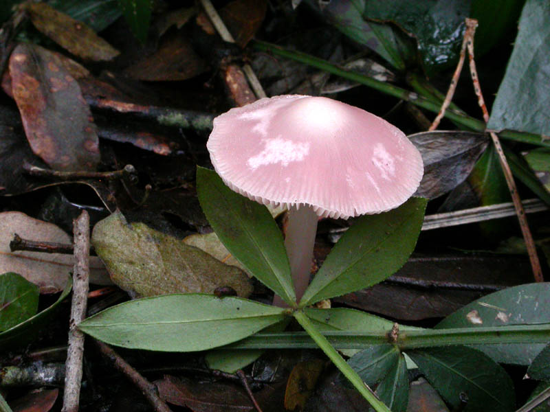 I funghi di Capodanno (Castelfusano, RM - 01.01.2009)