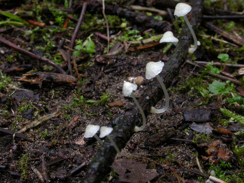 Ipotesi per una Mycena: M. adscendens?