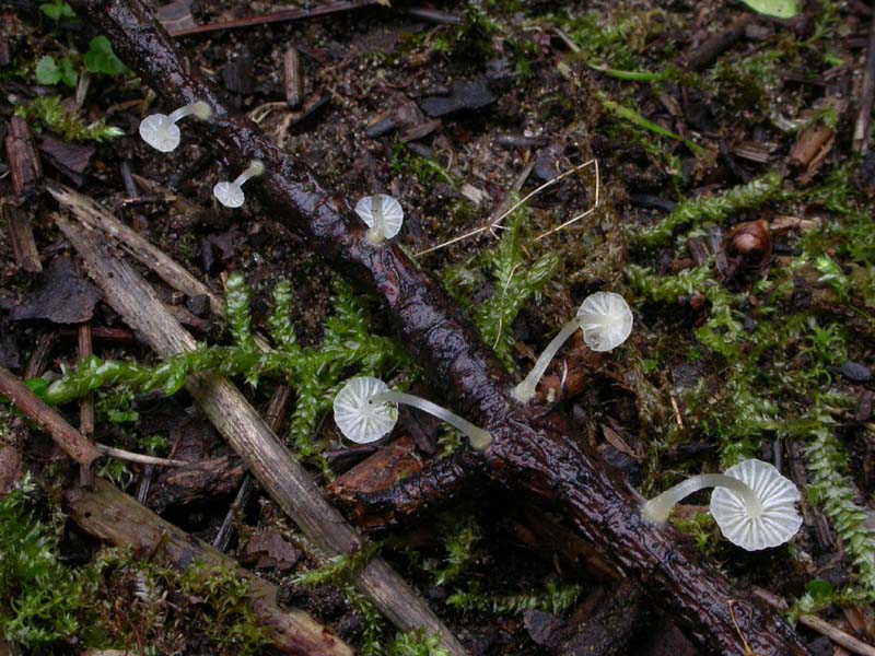 Ipotesi per una Mycena: M. adscendens?