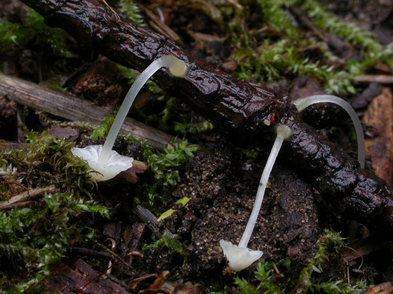 Ipotesi per una Mycena: M. adscendens?