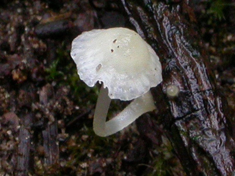 Ipotesi per una Mycena: M. adscendens?