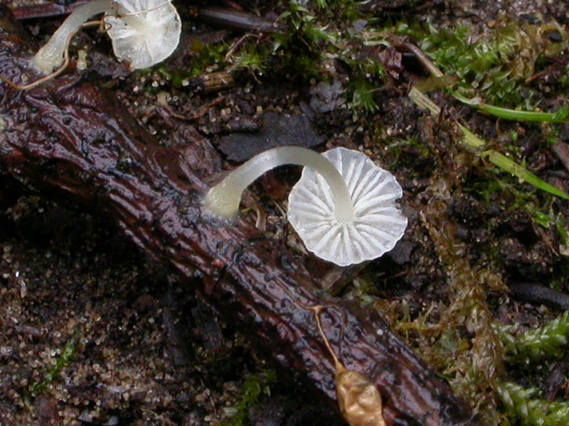 Ipotesi per una Mycena: M. adscendens?