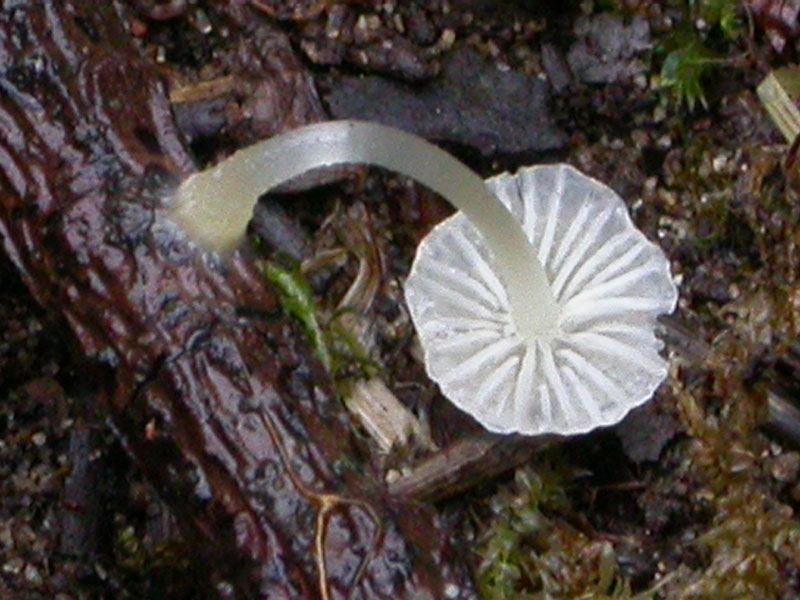 Ipotesi per una Mycena: M. adscendens?