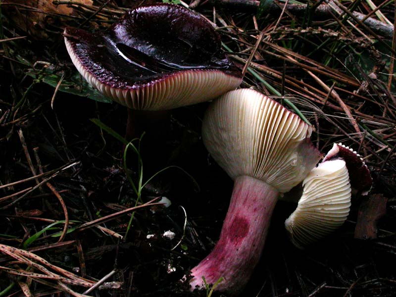 I funghi di Capodanno (Castelfusano, RM - 01.01.2009)