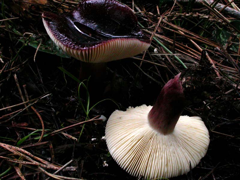 I funghi di Capodanno (Castelfusano, RM - 01.01.2009)