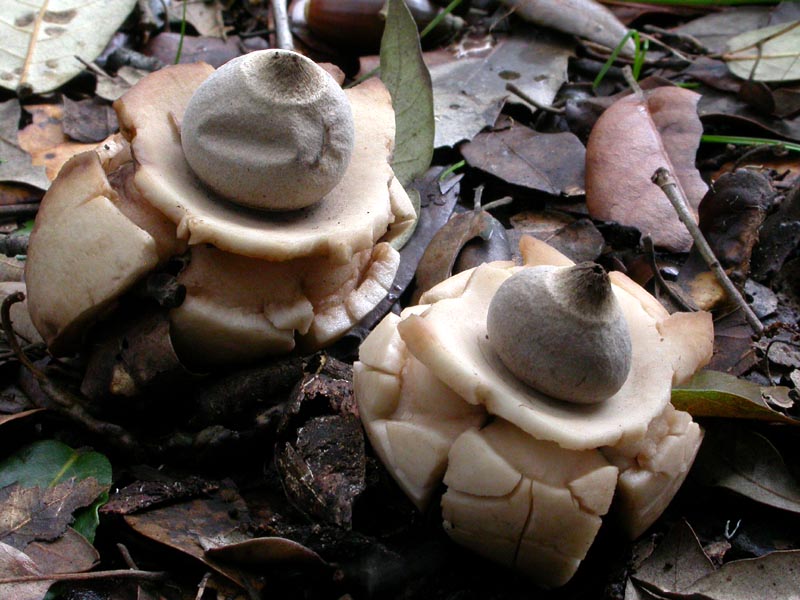 I funghi di Capodanno (Castelfusano, RM - 01.01.2009)