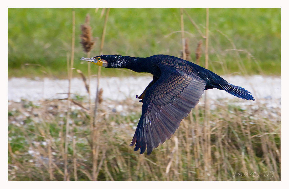 cormorano