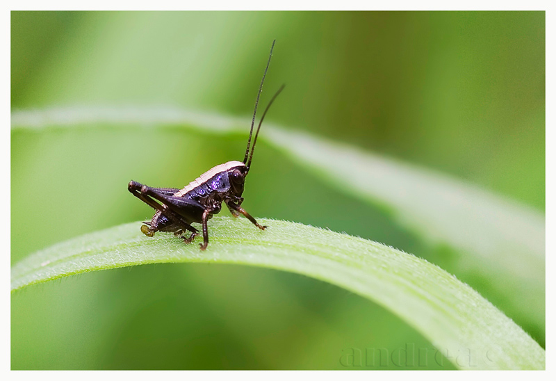 Pholidoptera, Oulema e Lixus