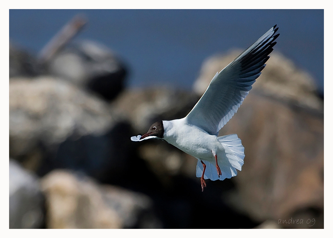 Gabbiano comune (Chroicocephalus [ex Larus]  ridibundus)