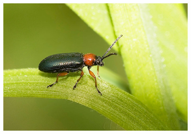 Pholidoptera, Oulema e Lixus