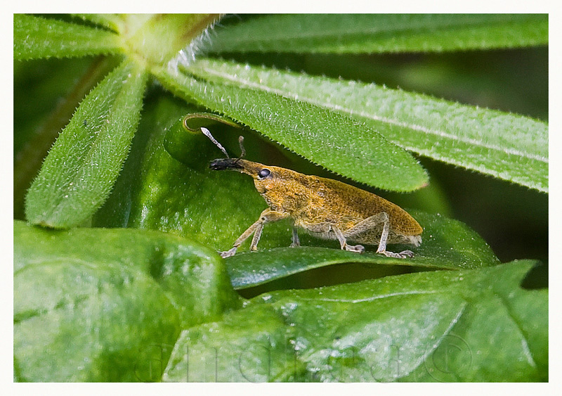 Pholidoptera, Oulema e Lixus