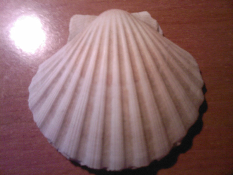 Pecten jacobaeus Linn, 1758