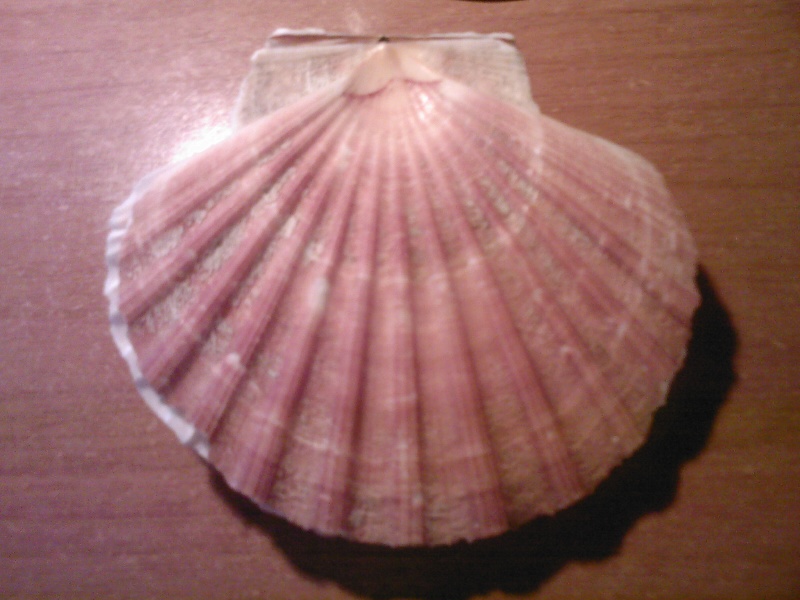 Pecten jacobaeus Linn, 1758