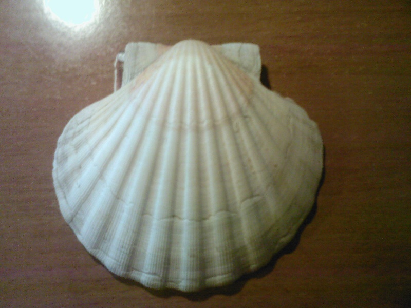 Pecten jacobaeus Linn, 1758