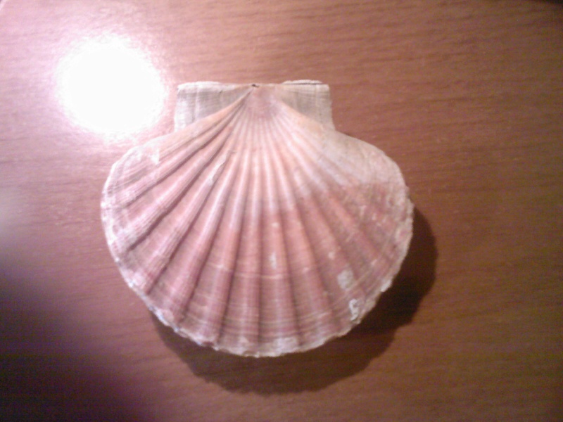 Pecten jacobaeus Linn, 1758