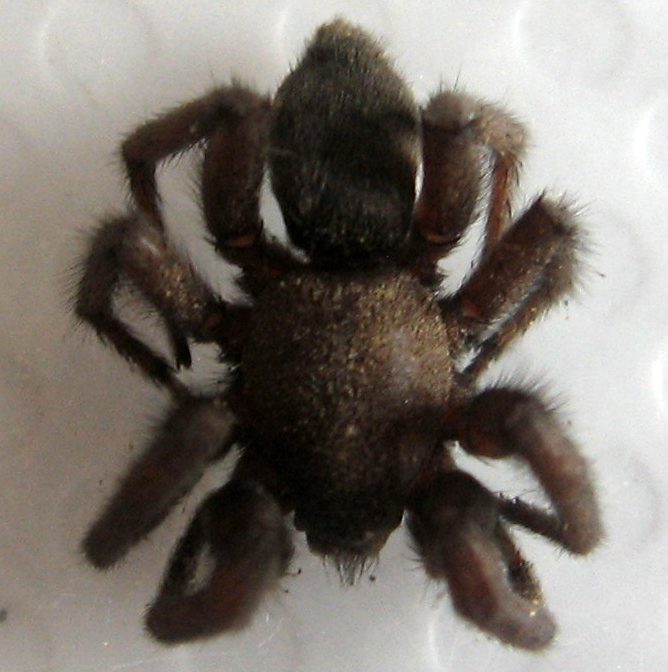 Scotophaeus sp.