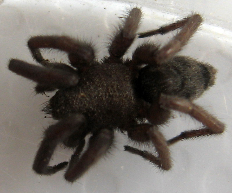 Scotophaeus sp.