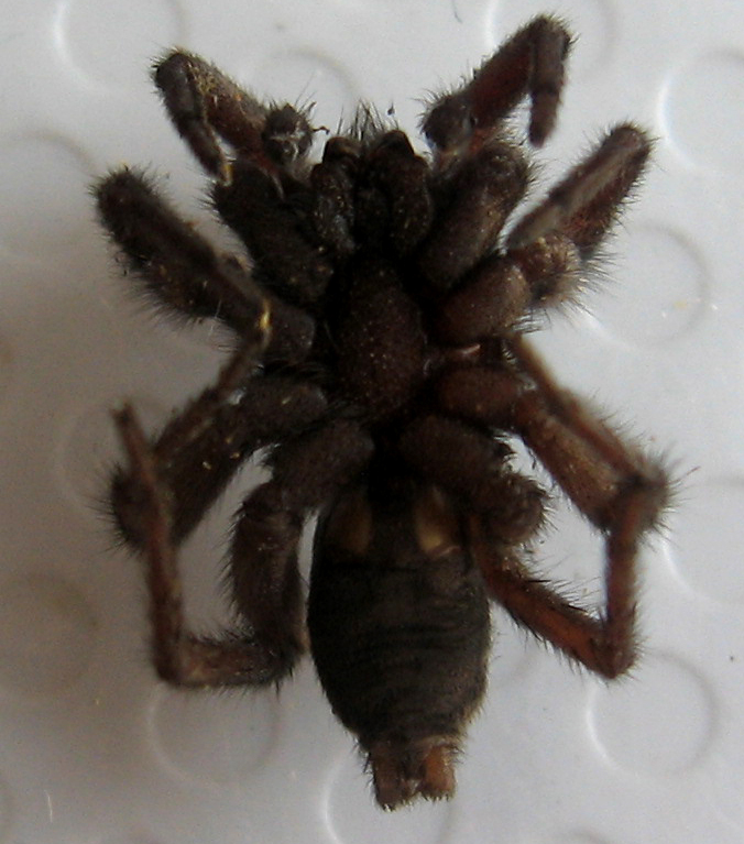 Scotophaeus sp.