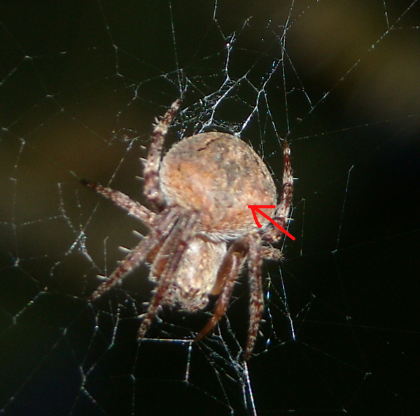 Conferma per Araneidae