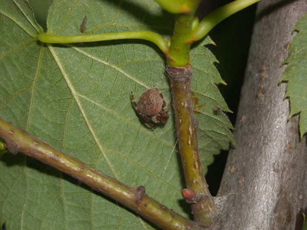 Conferma per Araneidae