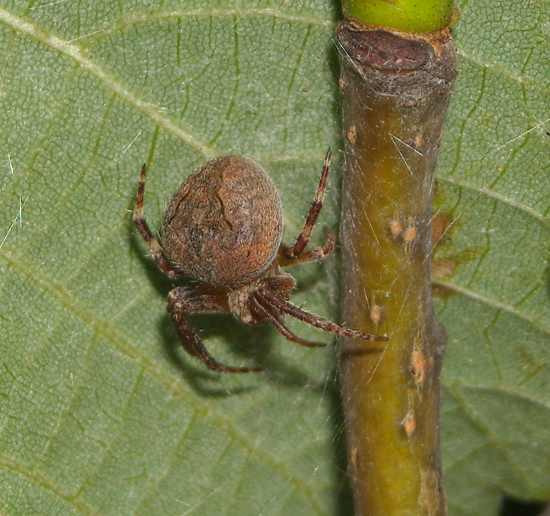 Conferma per Araneidae