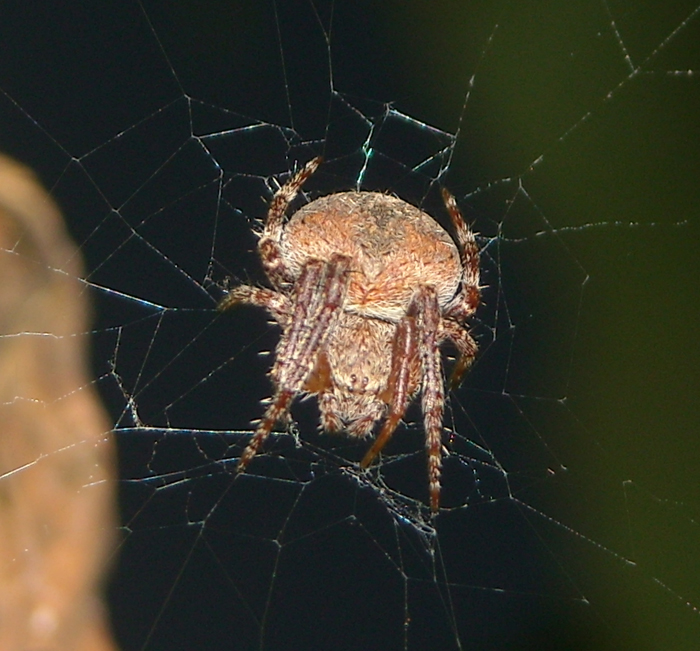 Conferma per Araneidae