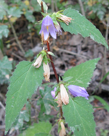 Campanula glomerata e C. trachelium