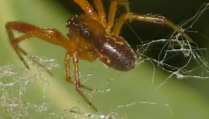 Alcuni riconoscimenti (ovisacco e Theridiidae)