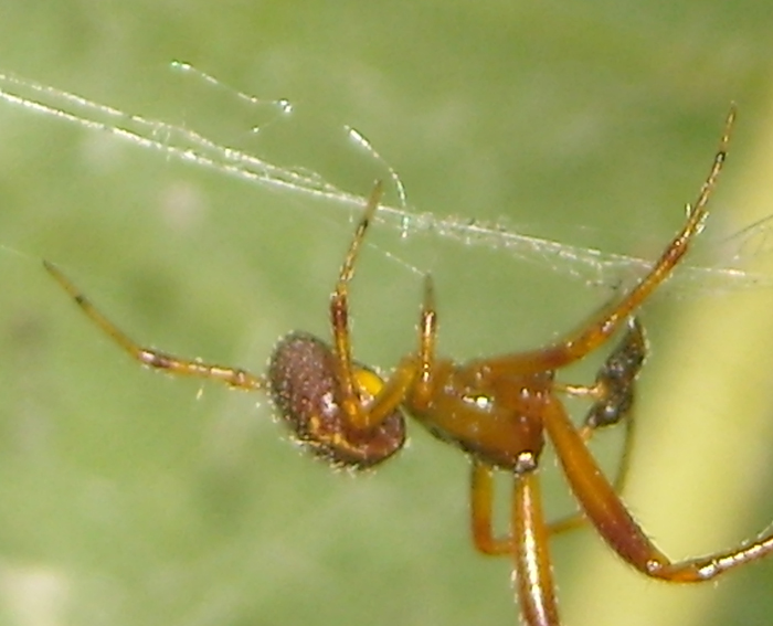 Alcuni riconoscimenti (ovisacco e Theridiidae)