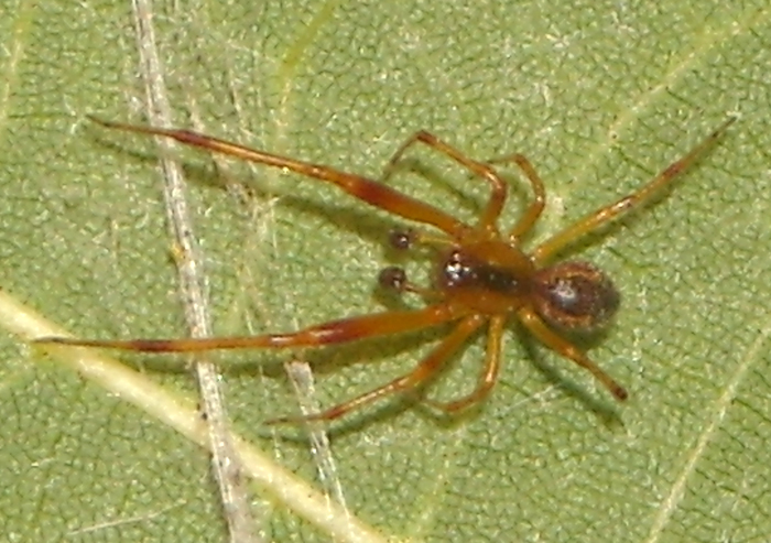 Alcuni riconoscimenti (ovisacco e Theridiidae)