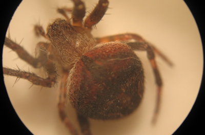 Conferma per Araneidae