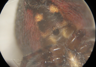 Conferma per Araneidae