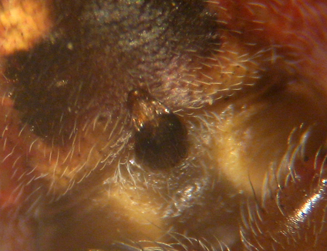 Conferma per Araneidae