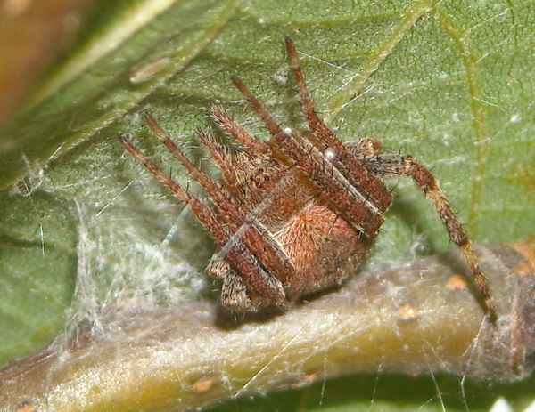 Conferma per Araneidae