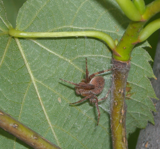 Conferma per Araneidae