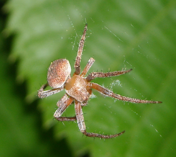 Conferma per Araneidae