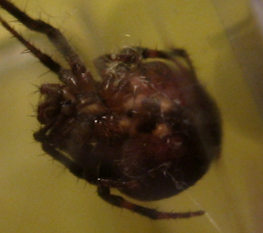 Conferma per Araneidae