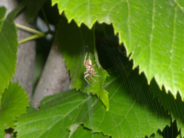 Conferma per Araneidae