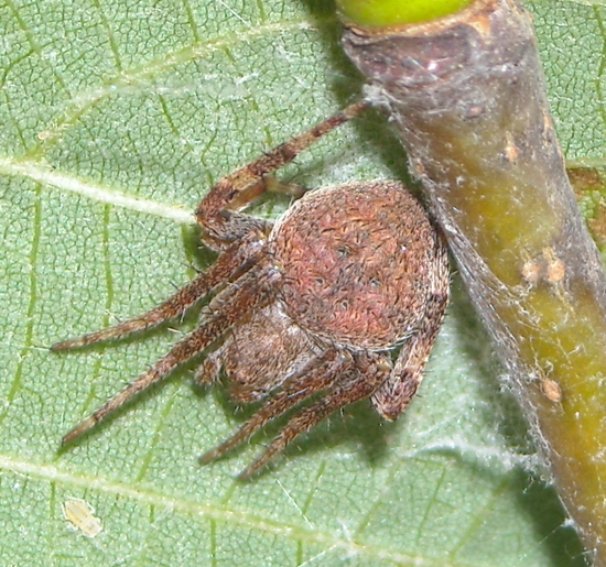 Conferma per Araneidae